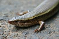 Eutropis carinata lankae