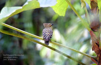 Buff-rumped Woodpecker - Meiglyptes tristis