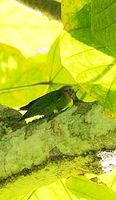 Red-breasted Pygmy Parrot - Micropsitta bruijnii