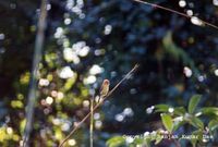 Rufous-headed Parrotbill sp. - Paradoxornis ruficeps