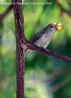 Pale-billed Flowerpecker - Dicaeum erythrorynchos