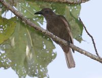 Dusky-brown Oriole - Oriolus phaeochromus