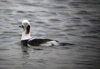 Long-tailed Duck - Clangula hyemalis