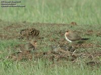 Collared Pratincole - Glareola pratincola