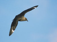 South Polar Skua (Catharacta maccormicki) photo