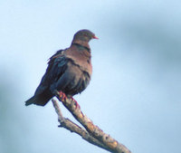 Red-billed Pigeon (Columba flavirostris) photo