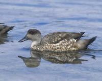 Crested Duck (Anas specularioides) photo