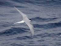 Arctic Tern (Sterna paradisaea) photo