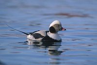 Long-tailed Duck (Clangula hyemalis) photo