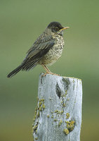 Austral Thrush (Turdus falklandii) photo