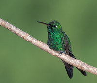 Cuban Emerald (Chlorostilbon ricordii) photo