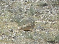 Black-bellied Sandgrouse - Pterocles orientalis