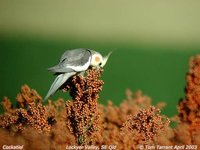 Cockatiel - Nymphicus hollandicus