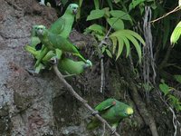 Yellow-crowned Parrot - Amazona ochrocephala