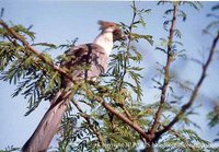 Bare-faced Go-away-bird - Corythaixoides personatus