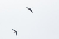 Short-tailed Swift - Chaetura brachyura