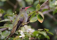 Gilded Sapphire - Hylocharis chrysura