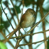 Plain-crowned Spinetail - Synallaxis gujanensis