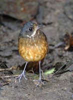 Moustached Antpitta - Grallaria alleni