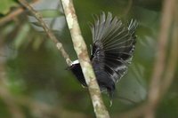 White-crowned Manakin - Dixiphia pipra