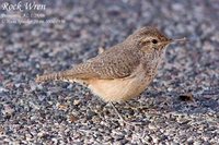 Rock Wren - Salpinctes obsoletus