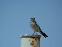 Blackstart - Cercomela melanura