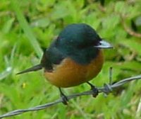 Vanikoro Flycatcher - Myiagra vanikorensis