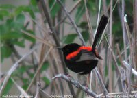 Red-backed Fairywren - Malurus melanocephalus