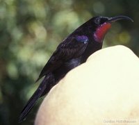 Amethyst Sunbird - Chalcomitra amethystina