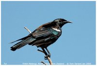 Tui - Prosthemadera novaeseelandiae