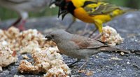 Gray-headed Sparrow - Passer griseus