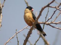 Shaft-tailed Whydah - Vidua regia