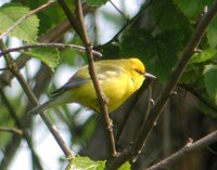 Blue-winged Warbler - Vermivora pinus