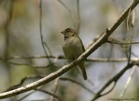 Yellow-faced Grassquit - Tiaris olivacea