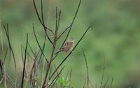 Lesser Grass-Finch - Emberizoides ypiranganus