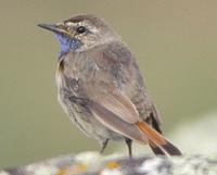 Bluethroat