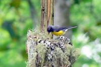 Slate-throated Redstart