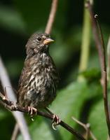 Fox Sparrow