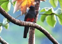 Female Slaty-tailed Trogon