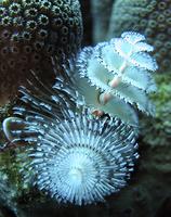 Christmas Tree Worm - Spirobranchus giganteus