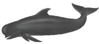 Long-finned pilot whale