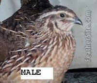 Japanese or Coturnix Quail