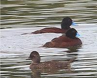 Blue-billed Ducks