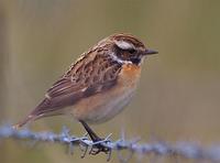 Whinchat (below) at Bridges (SO3996)    1st May 2005