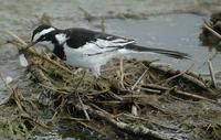 African Pied Wagtail p.298