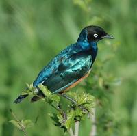 Superb Starling p.500