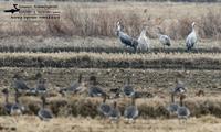 Common Crane-IMG 1820.jpg