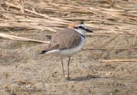 Kentish Plover Charadrius alexandrinus 흰물떼새