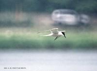 제비갈매기 Common-Tern  Sterna hirundo longipennis