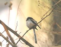 Long-Tailed Tit Aegitalos caudatus 오목눈이